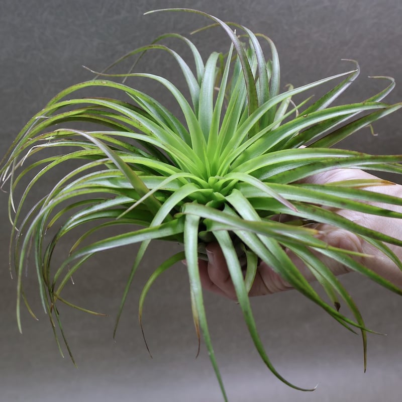 エアプランツ チランジア ブラキカウロス・シュプリーム ブラキカウロス シュプリーム 08号 | air-plants TENGU-DO