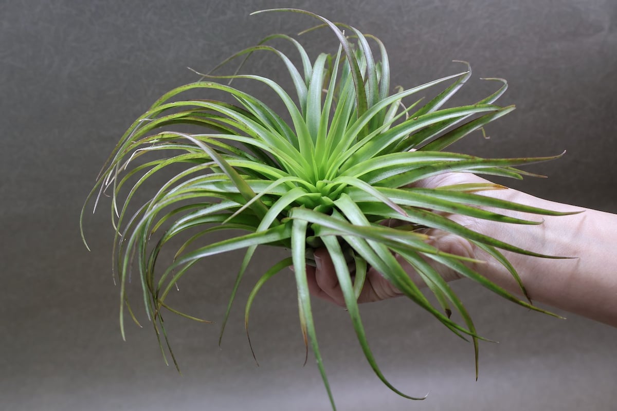 ブラキカウロス シュプリーム 08号 | air-plants TENGU-DO