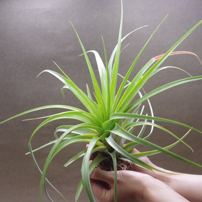 ロシー 03号 | air-plants TENGU-DO