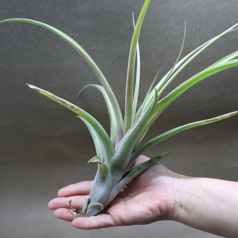 ハンガリー製 緑色 葉っぱ型 リンクプランツ｜小型観葉植物と植木鉢のセレクトショップ