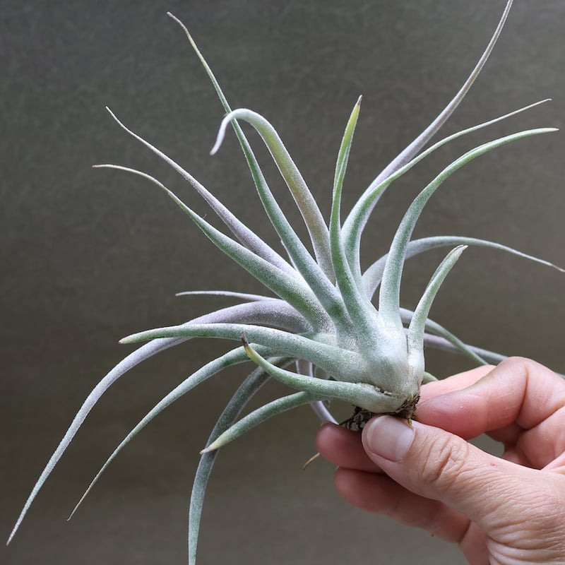 チアペンシス × エーレルシアナ 02号 | air-plants TENGU-DO