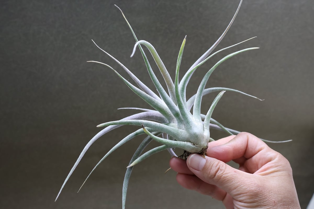 チアペンシス × エーレルシアナ 02号 | air-plants TENGU-DO