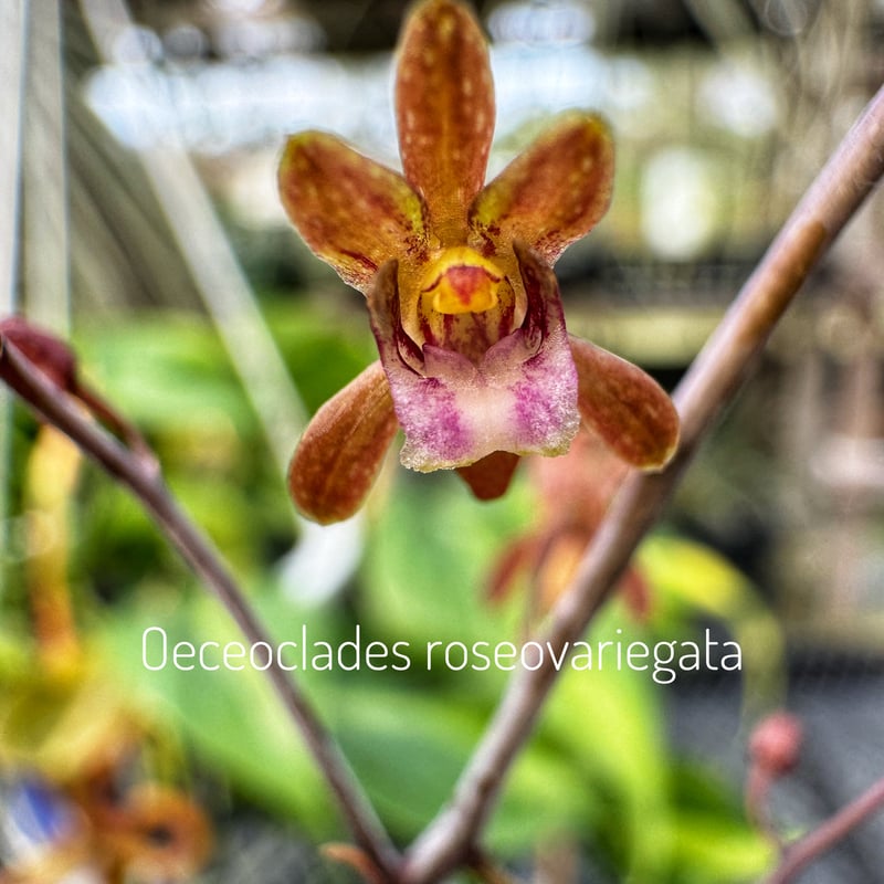 オエセオクラデス ロゼオバリエガータ 01号 | air-plants TENGU-DO