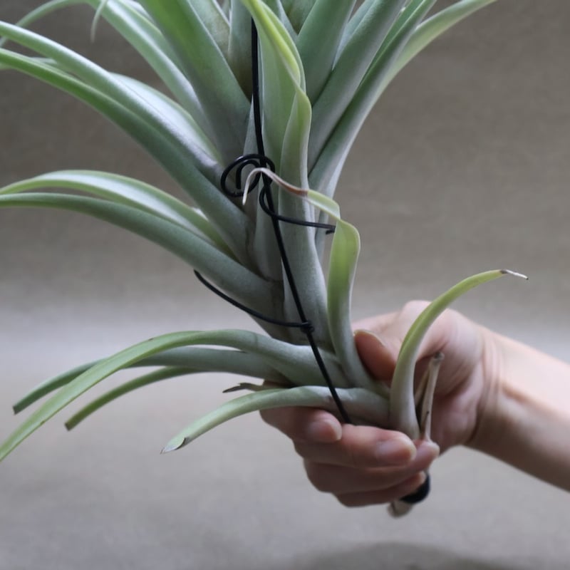 ロゼオスカパ XL サイズ 17号 | air-plants TENGU-DO