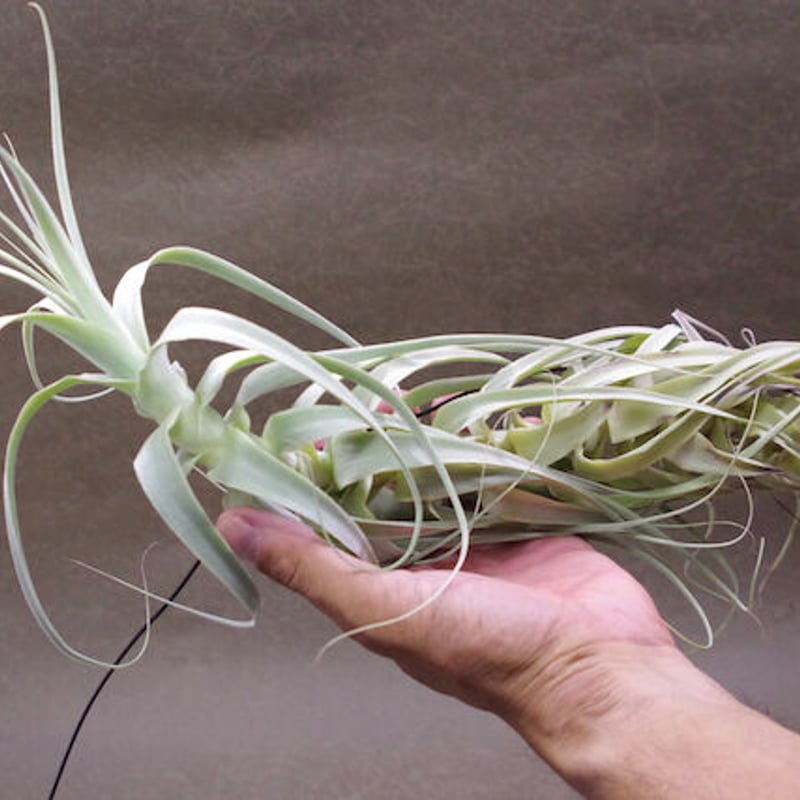 ストラミネア トールホワイト 03号 | air-plants TENGU-DO