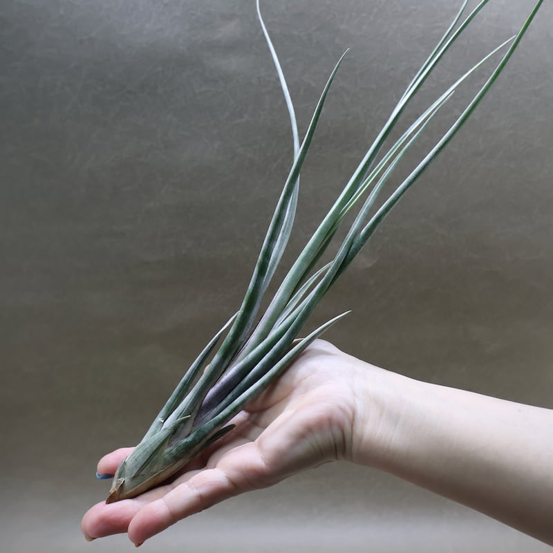 Tillandsia Pauiensis wild clone 速達発送 i-img1200x1200-