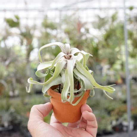 子株付きストレプトフィラ スタッフ特選】ストレプトフィラ 鉢着生 子株 | air-plants TENGU-DO
