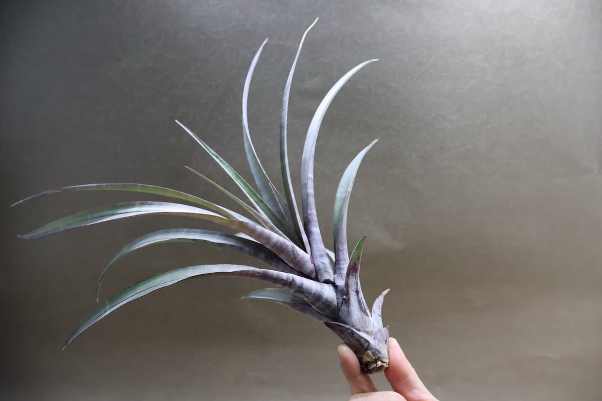 【現品】チランジア・ヒルダエ 　ティランジア・ヒルダエ　７号　B4番 ヒルダエ 51号 | air-plants TENGU-DO