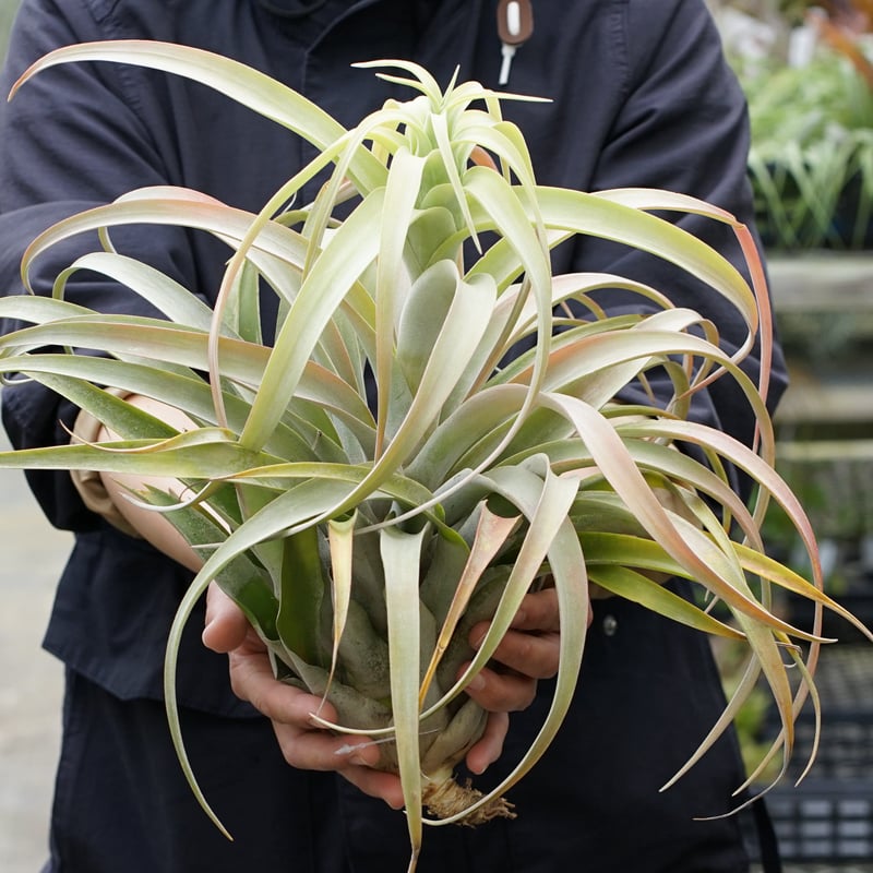 スタッフ特選】カピタータ シルバーローズ 2XLサイズ B号 | air-plants