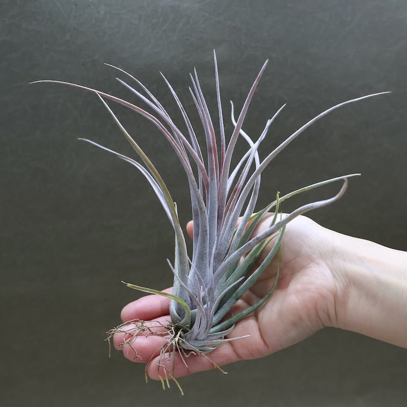 超希少❗️カピタータ　ドミンゲンシス✨ カピタータ ドミンゲンシス × タイ 04号 | air-plants TENGU-DO
