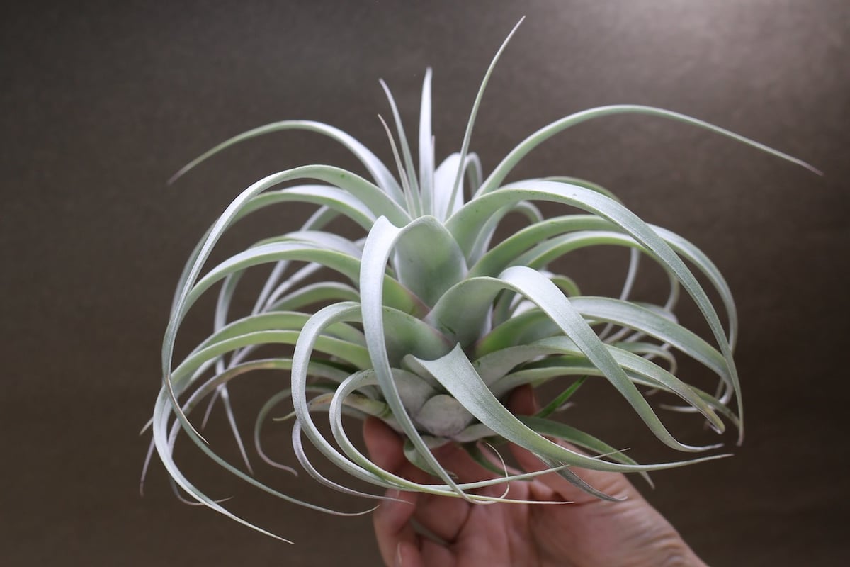 植物/観葉植物 エアプランツ チランジア キセログラフィカ コロンビア 