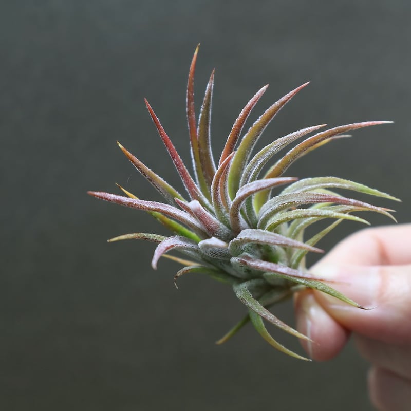 イオナンタ トールベルベット 03号 | air-plants TENGU-DO