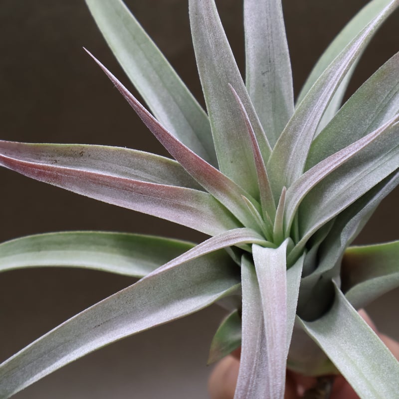 ブラキカウロス × キセログラフィカ 14号 | air-plants TENGU-DO