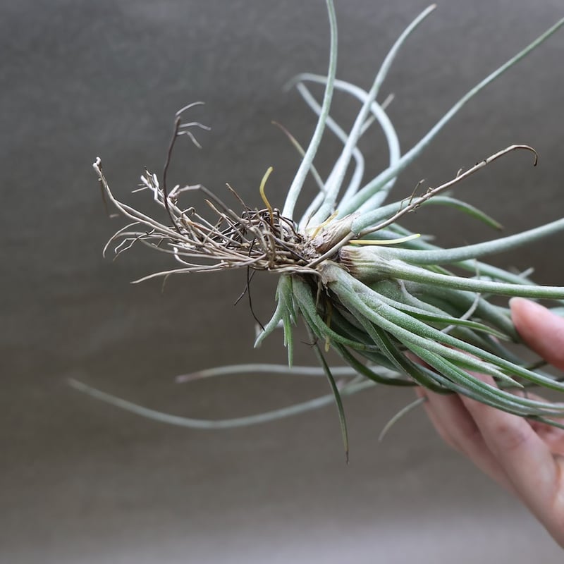 ギリエシークランプ Tillandsia ギリエシークランプ Tillandsia ギリエ