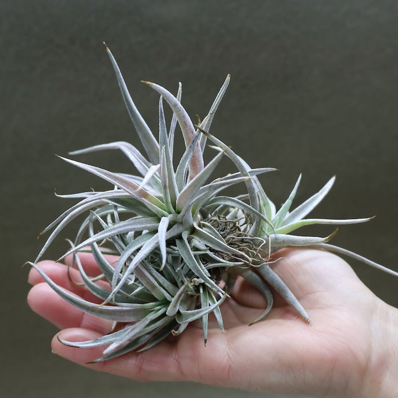チアペンシス クランプ13号 | air-plants TENGU-DO チアペンシス クランプ13号 | air-plants TENGU-DO