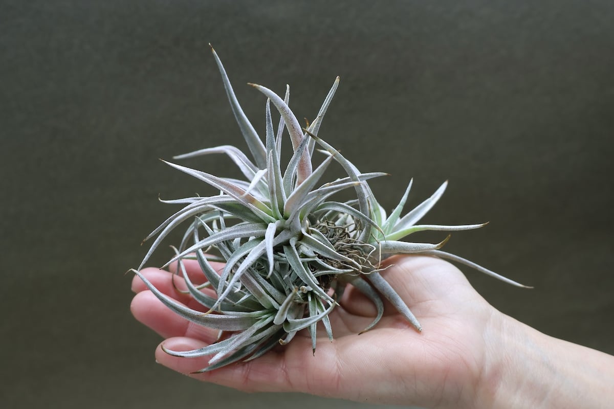 チアペンシス クランプ13号 | air-plants TENGU-DO