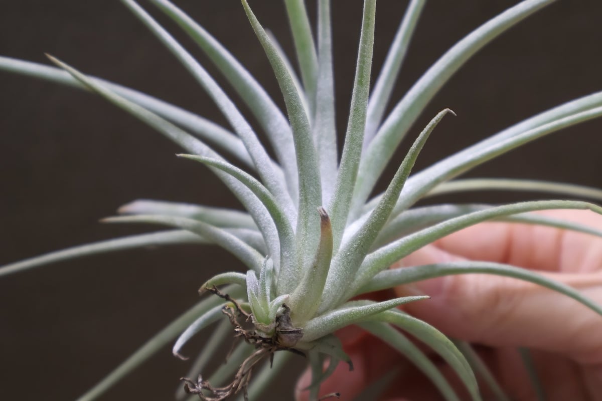イオナンタ　ロン　レインフォレスト チランジア・イオナンタ・ロン Tillandsia ionantha 'Ron
