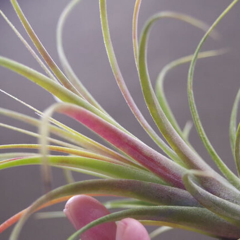 ローランドゴッセリニー × イオナンタ 02号 | air-plants TENGU-DO