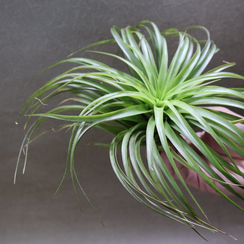 ブラキカウロス シュプリーム 09号 | air-plants TENGU-DO