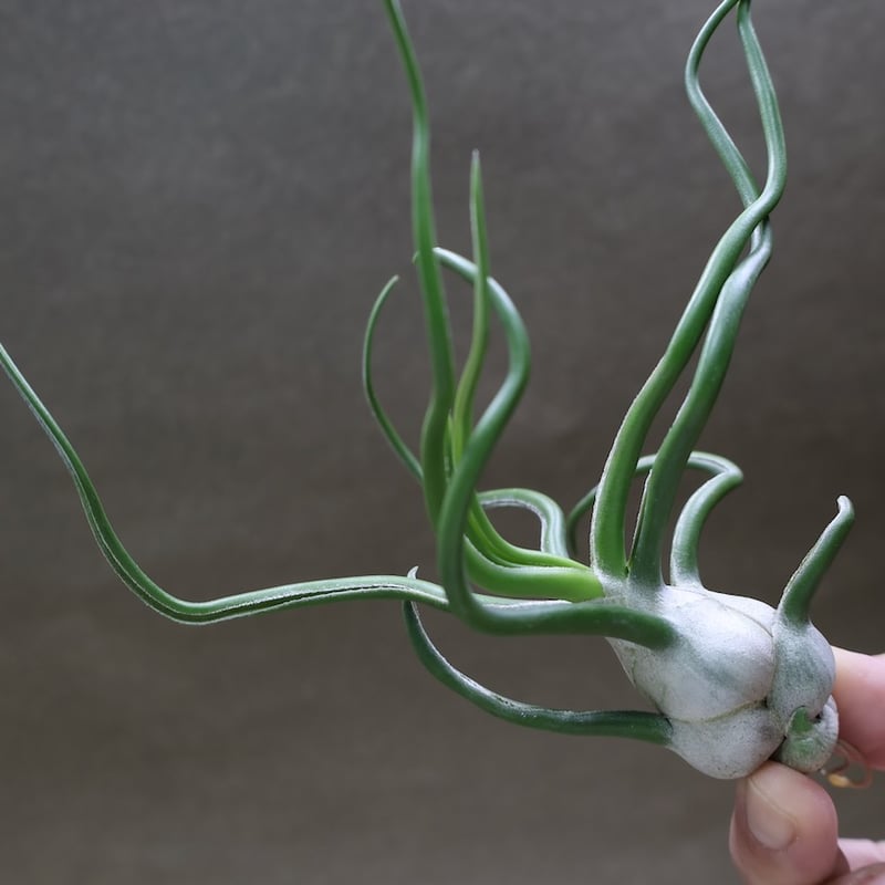 【タイ直輸入 極レア】ティランジア・ブルボーサ GiantBelize ブルボーサ ジャイアント70号 | air-plants TENGU-DO