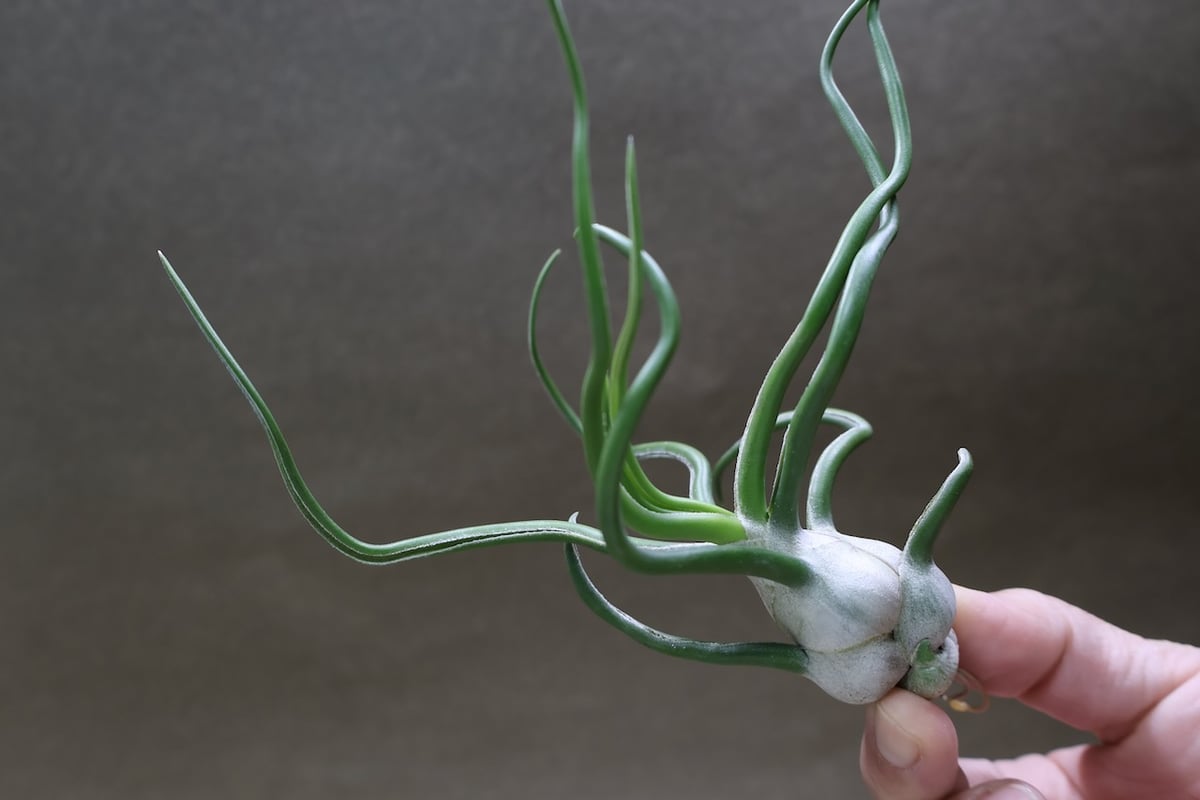 ブルボーサ ジャイアント70号 | air-plants TENGU-DO