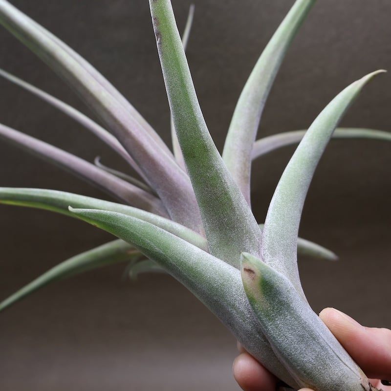 セラム18本ライム6本ボタニカル 12本エアリー9本 セラム18本ライム6本ボタニカル 12本エアリー9本