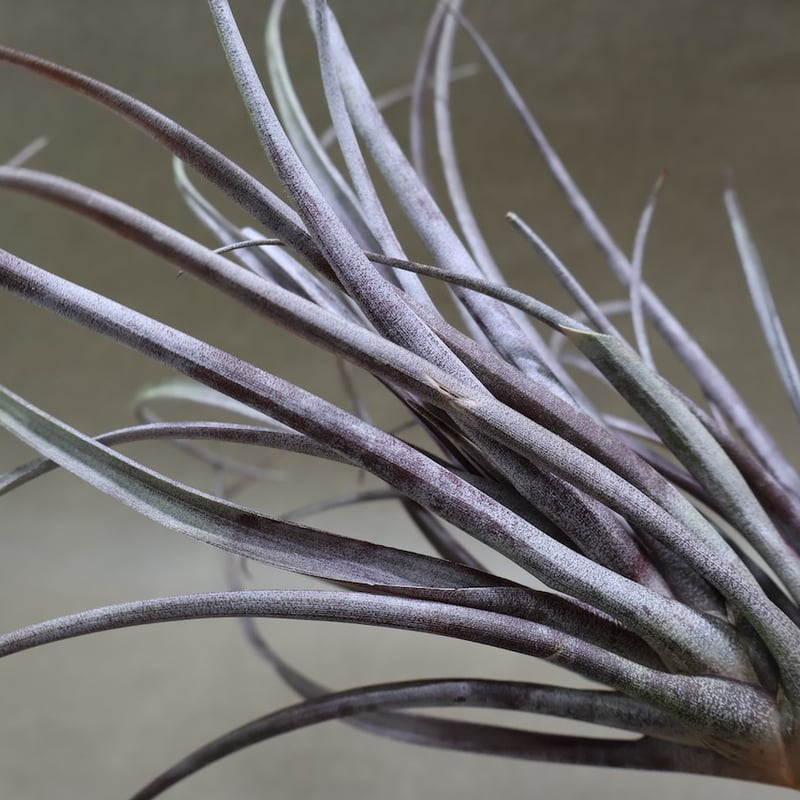 カピタータ ドミンゲンシス 43号 | air-plants TENGU-DO