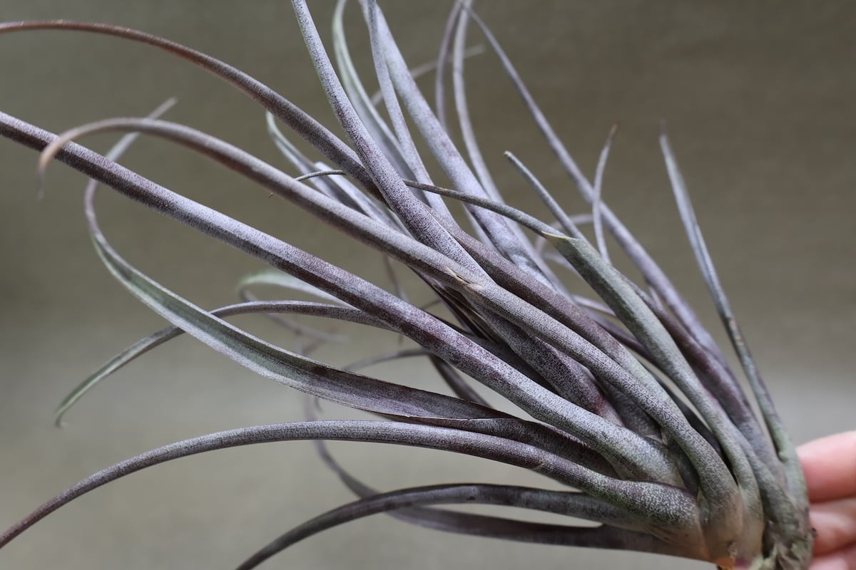 超希少❗️カピタータ　ドミンゲンシス✨ カピタータ ドミンゲンシス 43号 | air-plants TENGU-DO