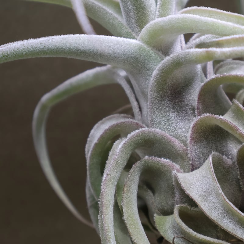 チランジア ストレプトフィラ ハイブリッド チランジア・ストレプトフィラ・ハイブリッド Tillandsia