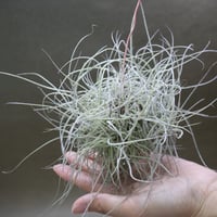 サカパネンシス 06号 | air-plants TENGU-DO