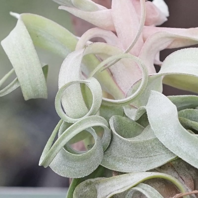 スタッフ特選】ストレプトフィラ Lサイズ 花芽付きB号 | air-plants