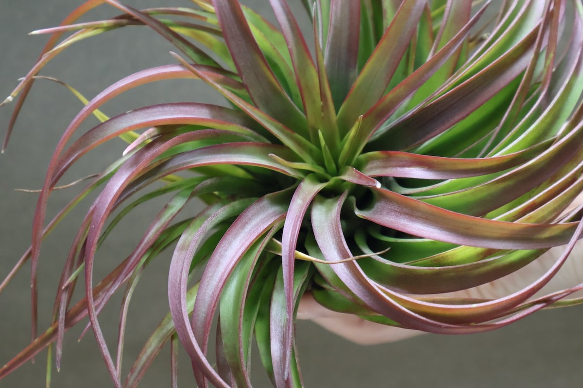 超希少❗️チランジア　ブラキカウロス　タイフーン✨ エアープランツ天狗堂の風雲児【ティランジア・ブラキカウロス