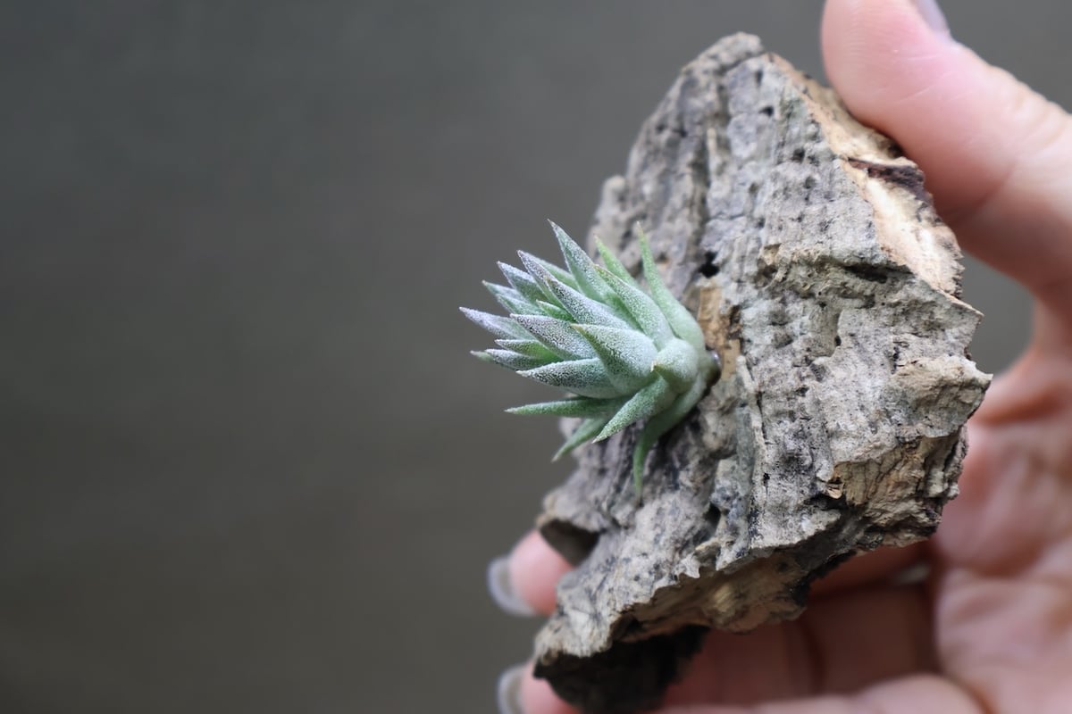 イオナンタ バンハイニンギー 矮性選抜株01号 | air-plants TENGU-DO