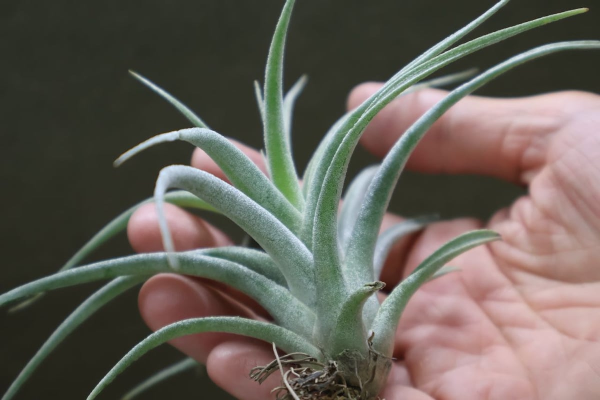 チアペンシス × エーレルシアナ 01号 | air-plants TENGU-DO