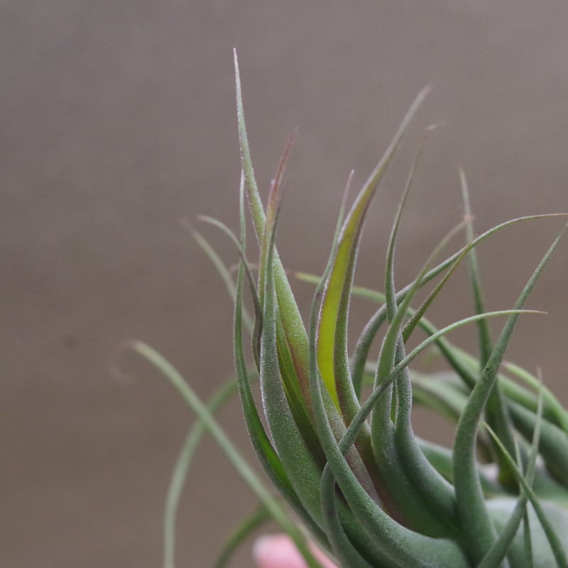 セレリアナ ミニパープル 11号 ※送料込 | air-plants TENGU-DO