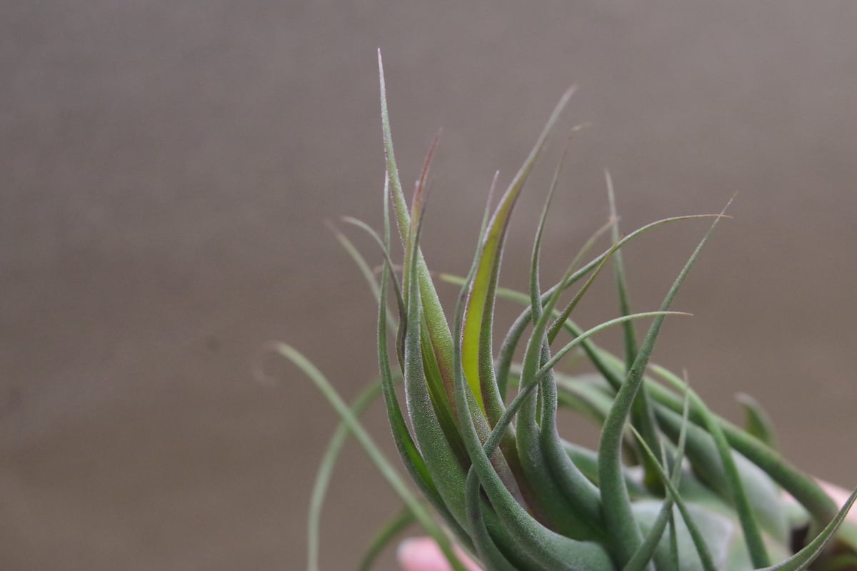 セレリアナ ミニパープル 11号 ※送料込 | air-plants TENGU-DO