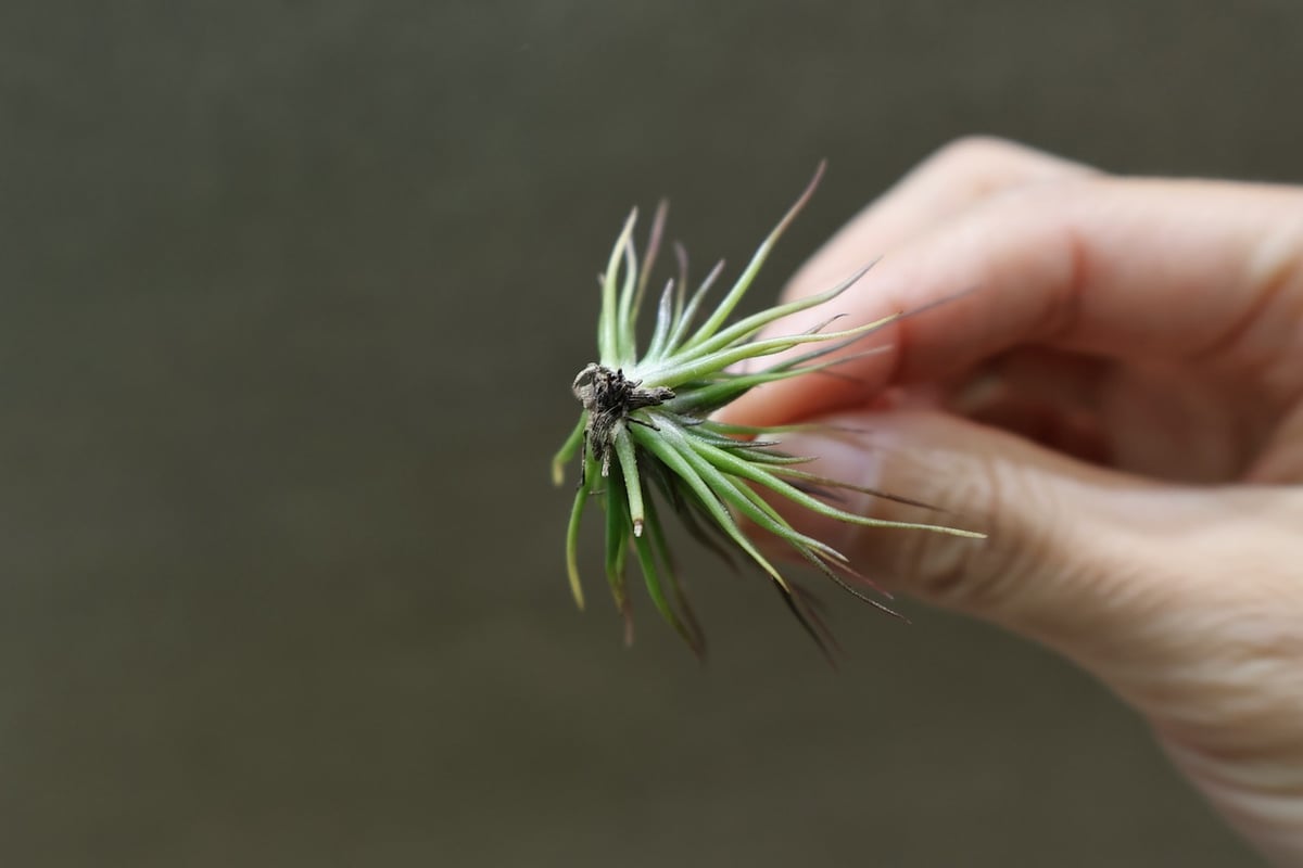 チランジア　イッツィービッツィー 謎多き小型種【ショータイム イッツィービッツィー】Tillandsia