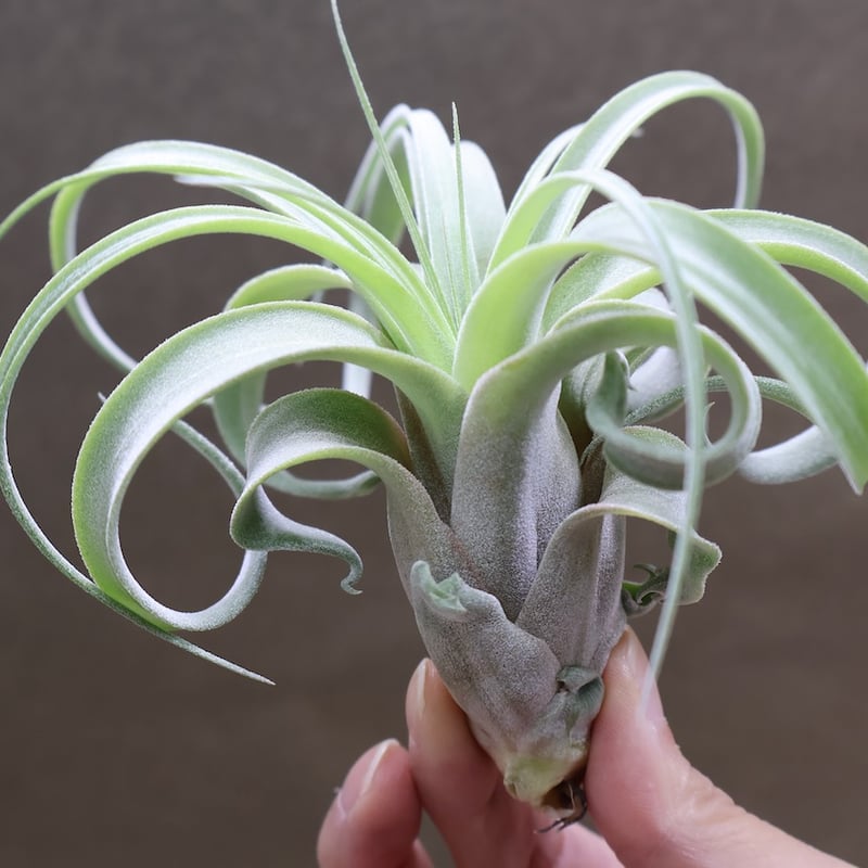 ストレプトフィラ × キセログラフィカ 10号 | air-plants TENGU-DO