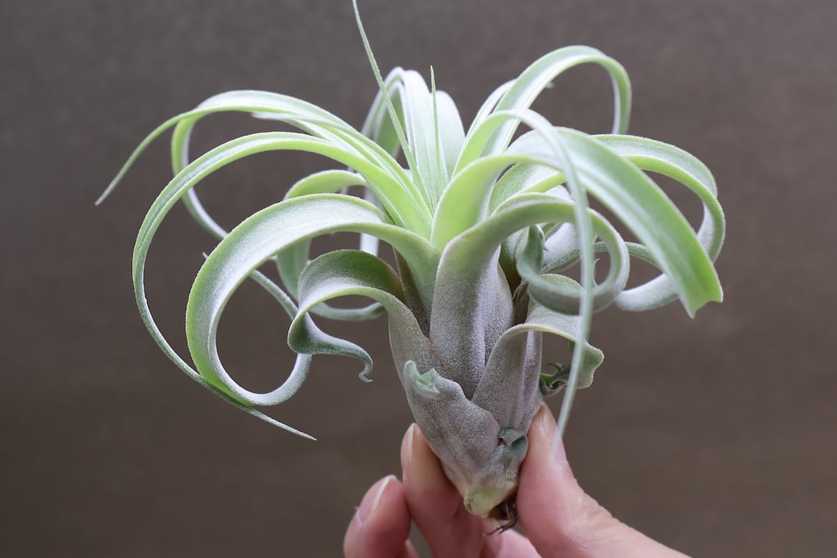 ストレプトフィラ × キセログラフィカ 10号 | air-plants TENGU-DO