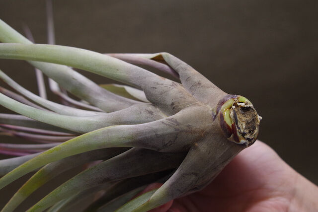 ファシクラータ デンシスピカ 01号 | air-plants TENGU-DO ファシクラータ デンシスピカ 01号 | air-plants TENGU-DO