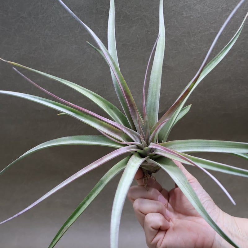 アズテックファイヤー （シャッツリー × クズマエ ) 07号 | air-plants