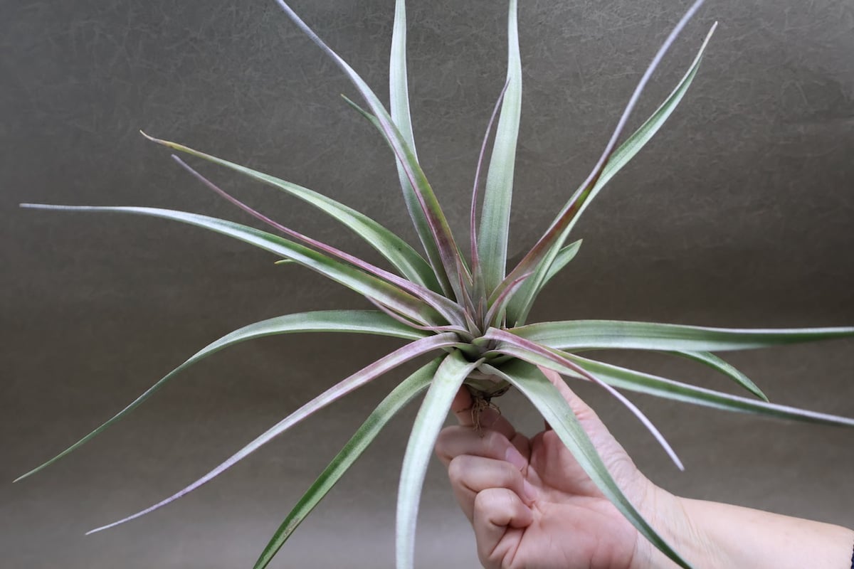アズテックファイヤー （シャッツリー × クズマエ ) 07号 | air-plants