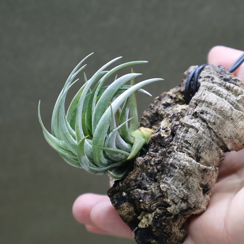 カルミネア 07号 | air-plants TENGU-DO