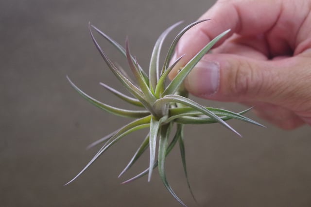 ジョネシー 17号 | air-plants TENGU-DO ジョネシー 17号 | air-plants TENGU-DO
