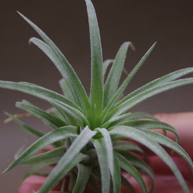 イオナンタロン × ストレプトフィラ 05号 | air-plants TENGU-DO