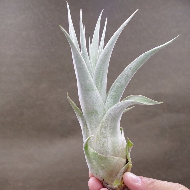 ドンウォルシュ（ エーレルシアナ × キセログラフィカ ） 01号 | air