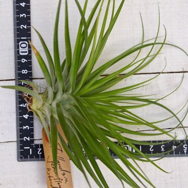 ゲミニフローラ ハイブリッド | air-plants TENGU-DO