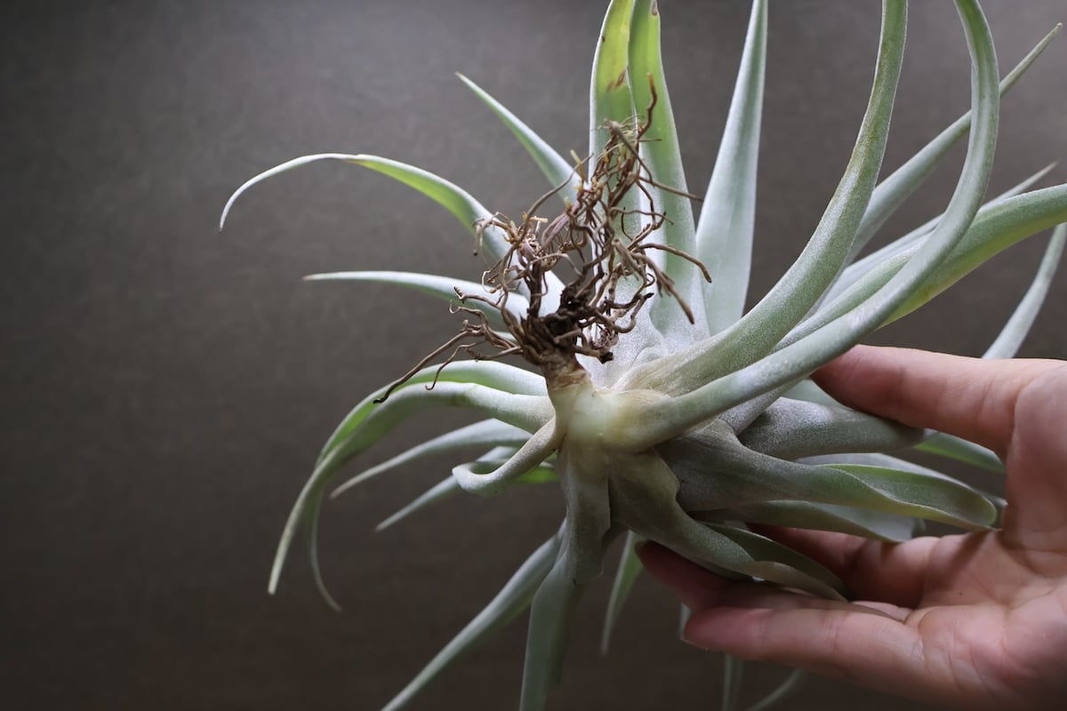 カピタータ シルバーローズ 44号 | air-plants TENGU-DO