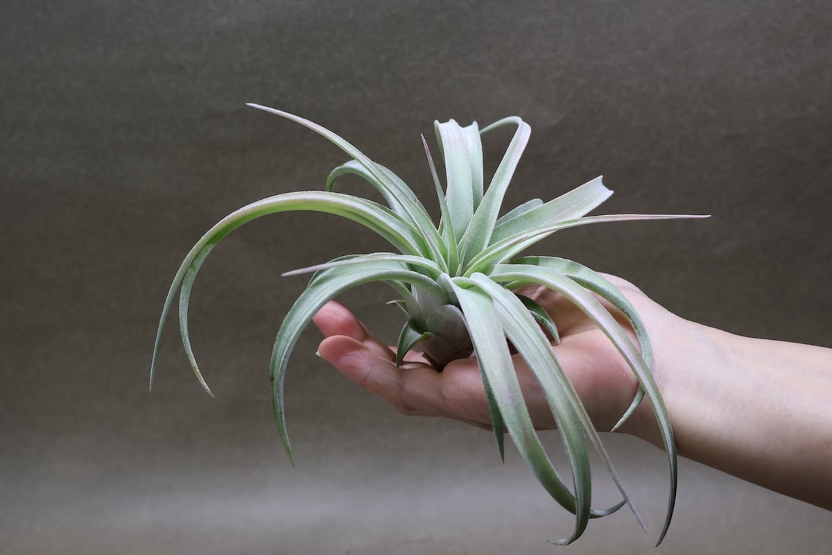 の*た様 チランジア　キセログラフィカ × イオナンタ キセログラフィカ × イオナンタバンハイニンギー 07号 | air-plants