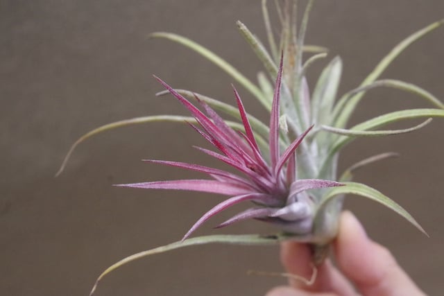 シーディアナ×イオナンタストリクタ 06号 | air-plants TENGU-DO